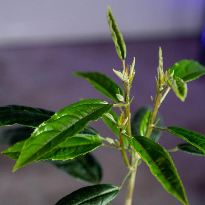 Gabriella Plants Other 4" Pavonia multiflora