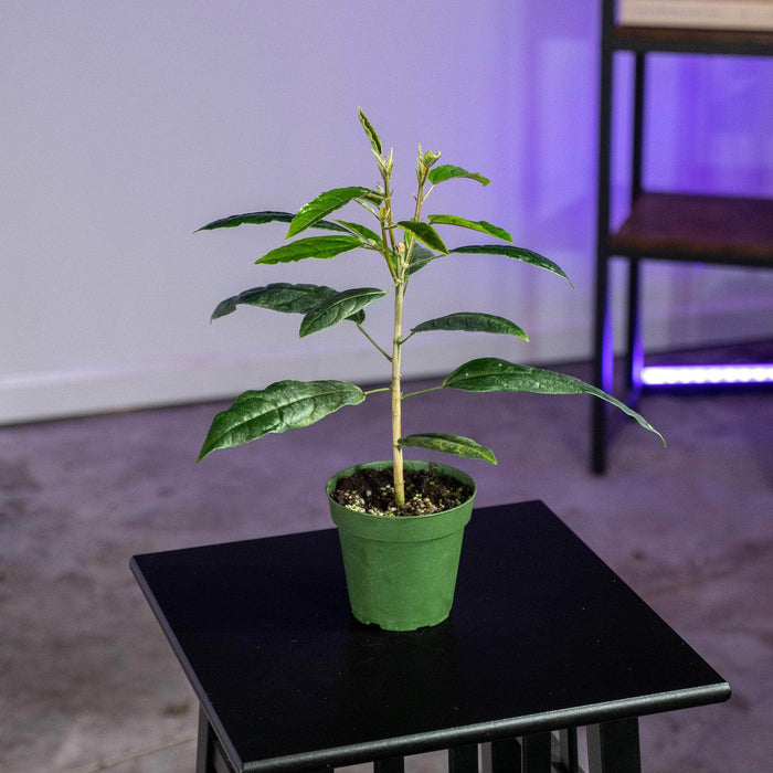 Gabriella Plants Other 4" Pavonia multiflora