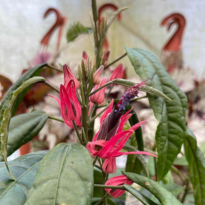 Gabriella Plants Other 4" Pavonia multiflora
