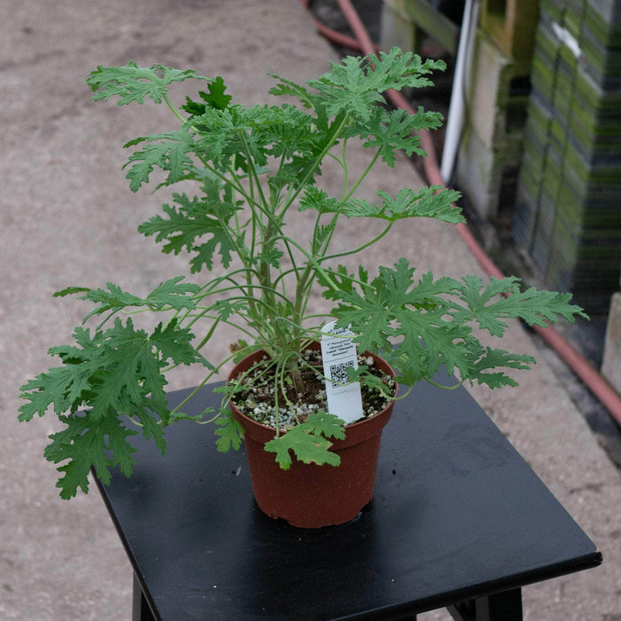Gabriella Plants All 5" Pelargonium citrosum 'Van Leenii' 'Citronella Geranium'