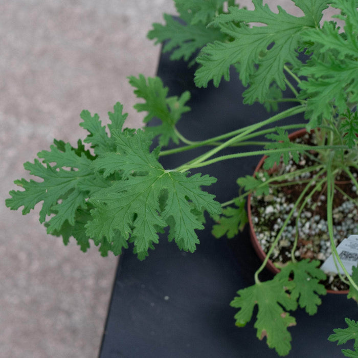 Gabriella Plants All 5" Pelargonium citrosum 'Van Leenii' 'Citronella Geranium'