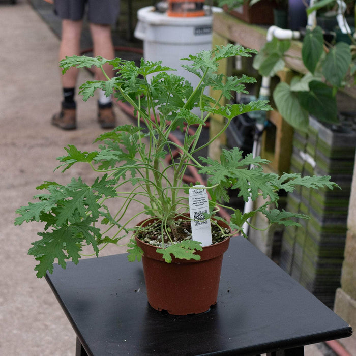 Gabriella Plants All 5" Pelargonium citrosum 'Van Leenii' 'Citronella Geranium'