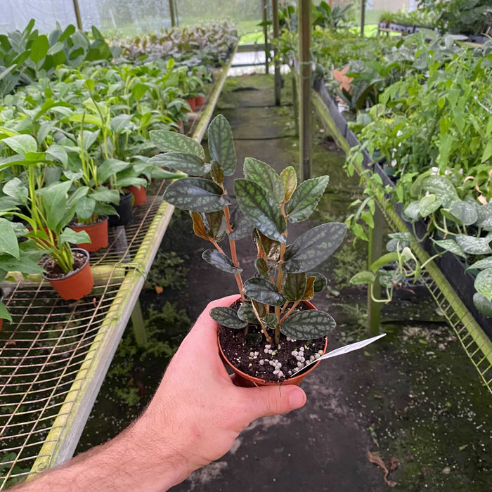 Gabriella Plants Other 3" Pellionia pulchra