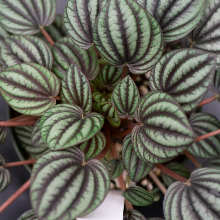 Gabriella Plants Peperomia 4" Peperomia albovittata 'Piccolo Banda'