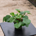 Gabriella Plants Peperomia 4" Peperomia albovittata 'Rana Verde'