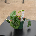 Gabriella Plants Peperomia 4 Peperomia argyreia "Watermelon"