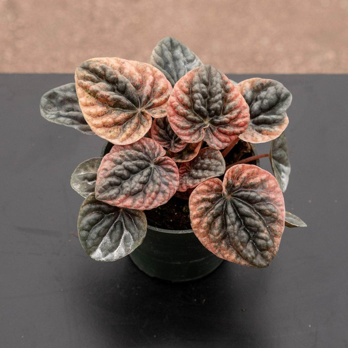 Gabriella Plants Peperomia 4" Peperomia caperata 'Abricos'