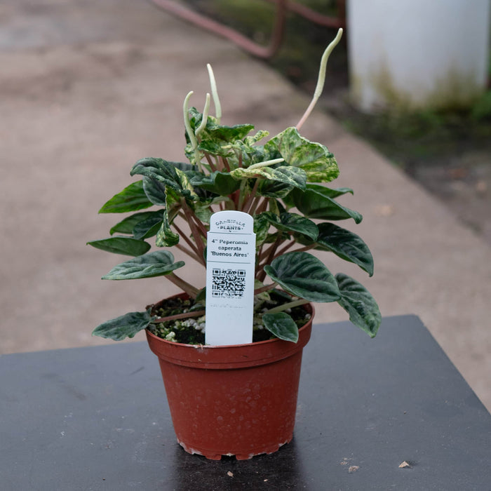 Gabriella Plants Peperomia 4" Peperomia caperata 'Buenos Aires'