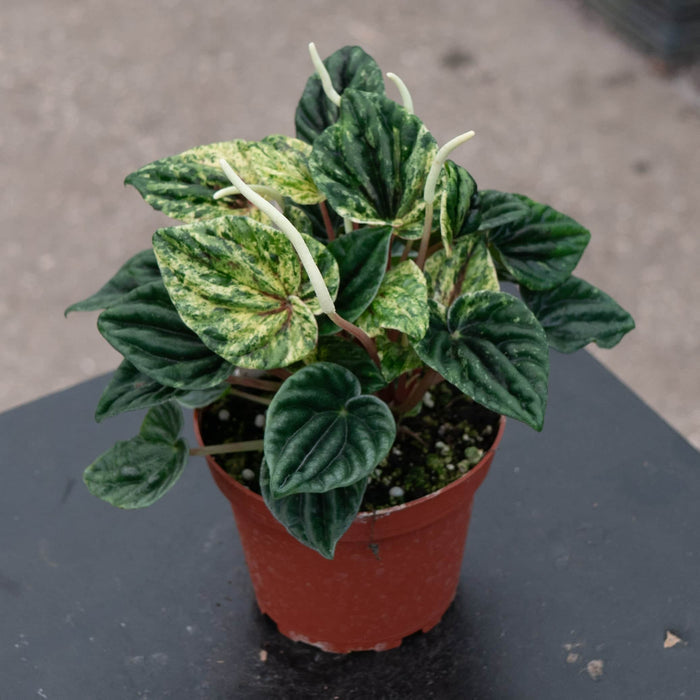 Gabriella Plants Peperomia 4" Peperomia caperata 'Buenos Aires'