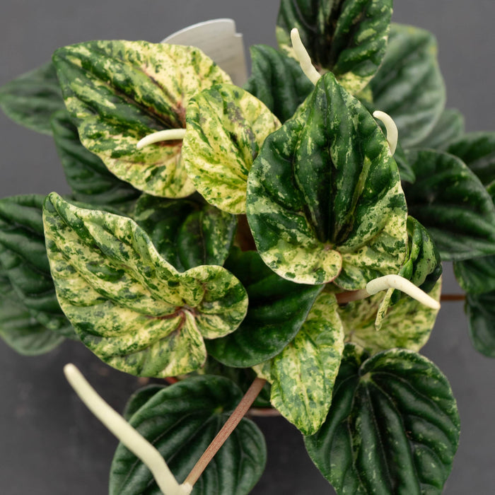 Gabriella Plants Peperomia 4" Peperomia caperata 'Buenos Aires'