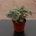 Gabriella Plants Peperomia 4" Peperomia caperata 'Burbella'