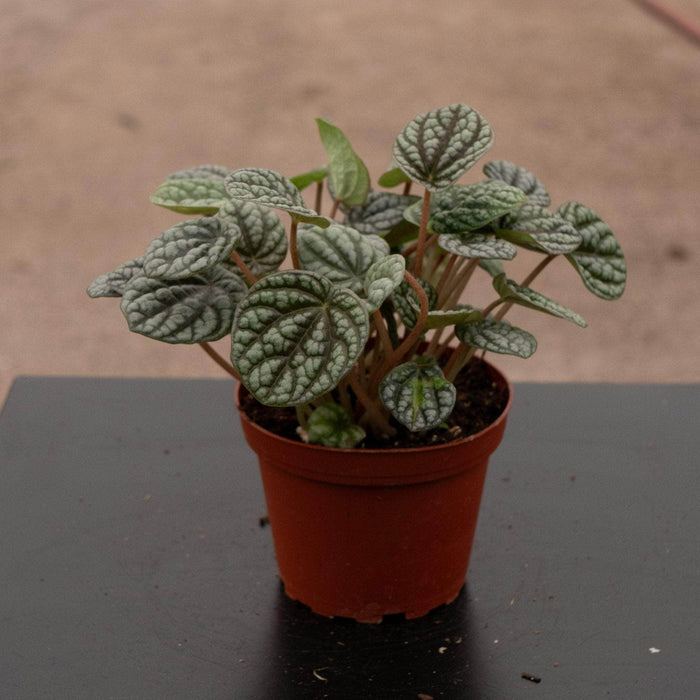 Gabriella Plants Peperomia 4" Peperomia caperata 'Burbella'