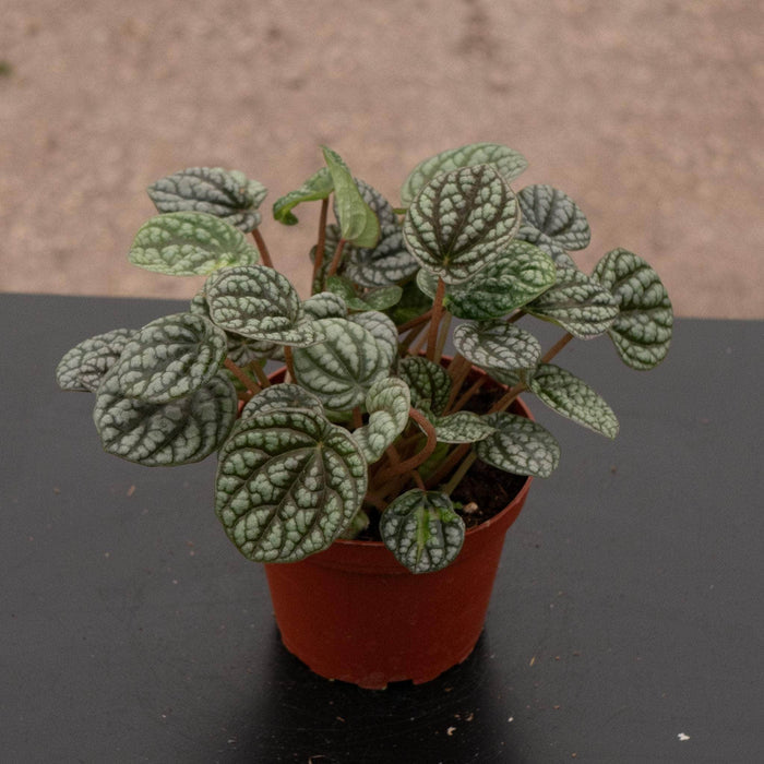 Gabriella Plants Peperomia 4" Peperomia caperata 'Burbella'