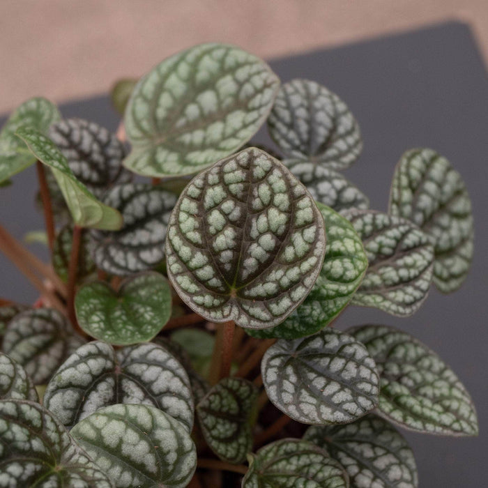 Gabriella Plants Peperomia 4" Peperomia caperata 'Burbella'