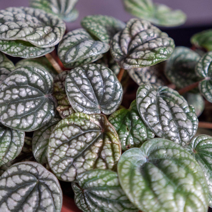 Gabriella Plants Peperomia 4" Peperomia caperata 'Burbella'