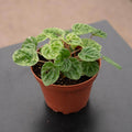 Gabriella Plants Peperomia 4" Peperomia caperata 'Freckles'