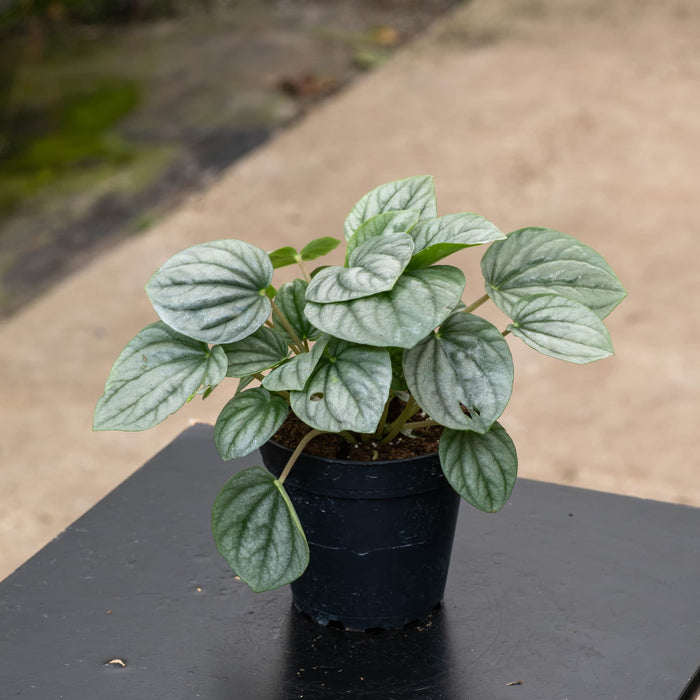 Gabriella Plants Peperomia 4" Peperomia caperata 'Frost'