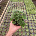 Gabriella Plants Peperomia 4" Peperomia caperata - Green