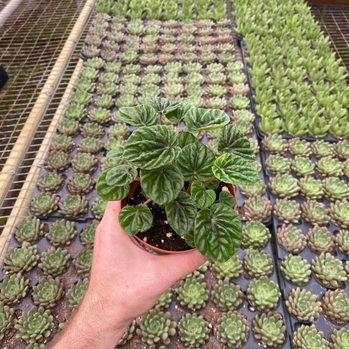 Gabriella Plants Peperomia 4" Peperomia caperata - Green