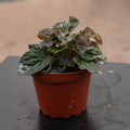 Gabriella Plants Peperomia 4" Peperomia caperata 'Harmony's Midnight Wave'