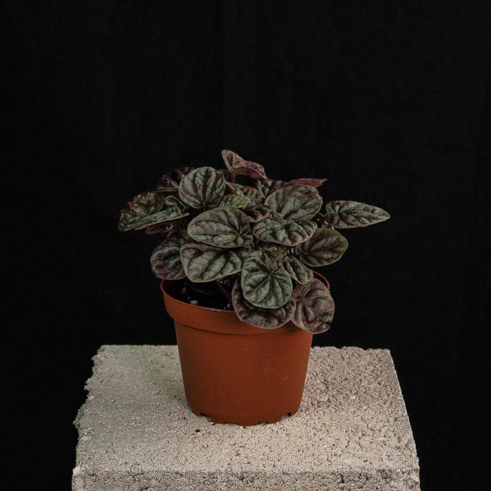 Gabriella Plants Peperomia 4" Peperomia caperata - Red Emerald