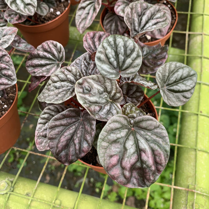 Gabriella Plants Peperomia 4" Peperomia caperata - Red Emerald