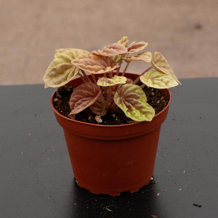 Gabriella Plants Peperomia 4" Peperomia caperata 'Quito'