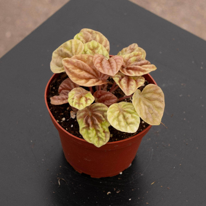 Gabriella Plants Peperomia 4" Peperomia caperata 'Quito'