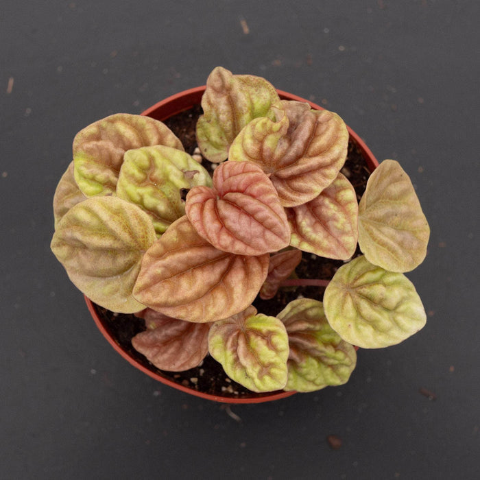 Gabriella Plants Peperomia 4" Peperomia caperata 'Quito'