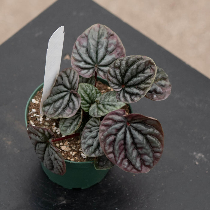 Gabriella Plants Peperomia 4" Peperomia caperata 'Red Beauty'