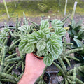 Gabriella Plants Peperomia 4" Peperomia caperata - Silver