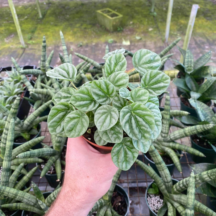 Gabriella Plants Peperomia 4" Peperomia caperata - Silver