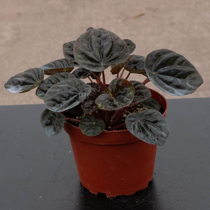 Gabriella Plants Peperomia 4" Peperomia 'Chocolate'