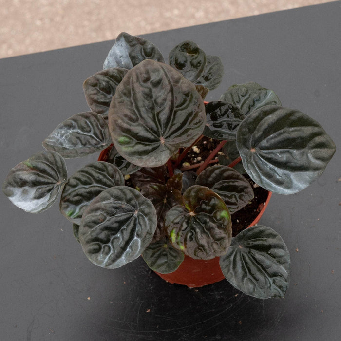Gabriella Plants Peperomia 4" Peperomia 'Chocolate'
