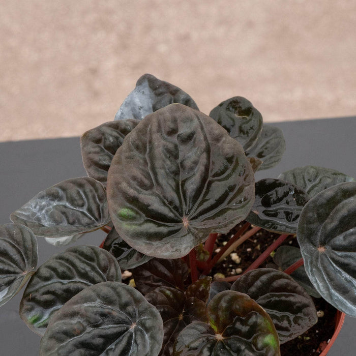 Gabriella Plants Peperomia 4" Peperomia 'Chocolate'
