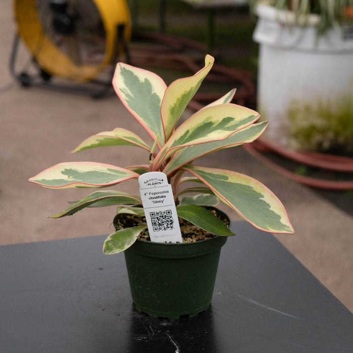 Gabriella Plants Peperomia 4" Peperomia clusiifolia 'Ginny'