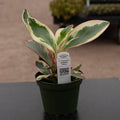 Gabriella Plants Peperomia 4" Peperomia clusiifolia 'Ginny'