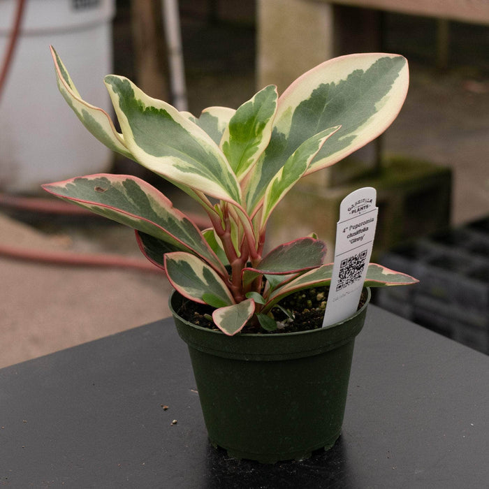 Gabriella Plants Peperomia 4" Peperomia clusiifolia 'Ginny'