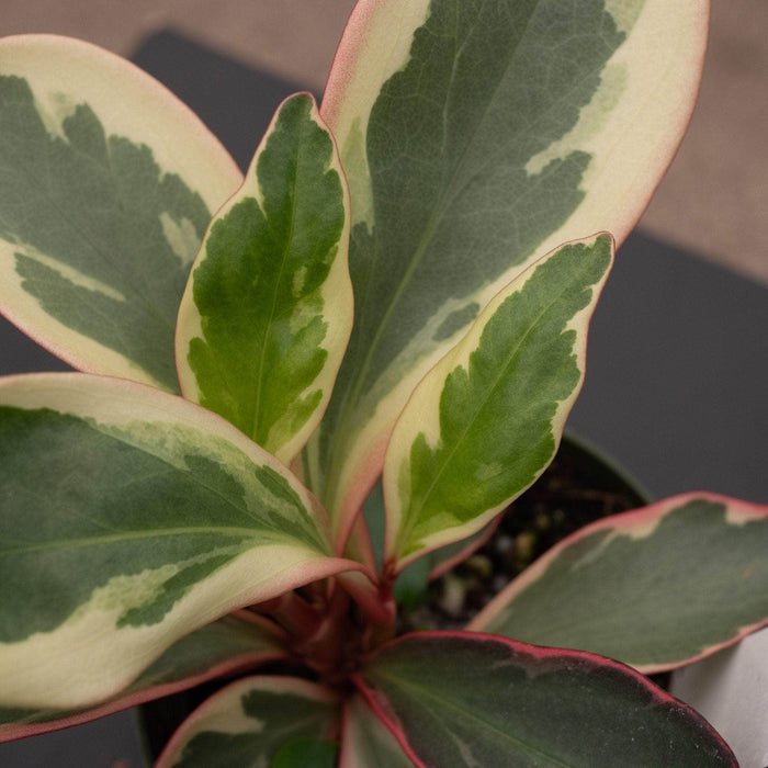 Gabriella Plants Peperomia 4" Peperomia clusiifolia 'Ginny'