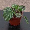Gabriella Plants Peperomia 4" Peperomia ‘Dragon Skin’