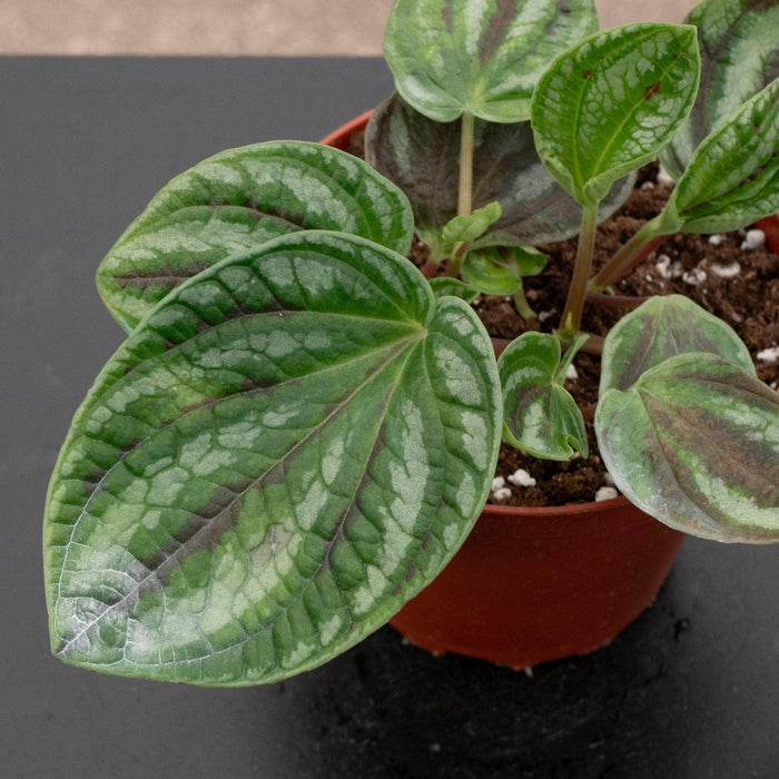 Gabriella Plants Peperomia 4" Peperomia ‘Dragon Skin’