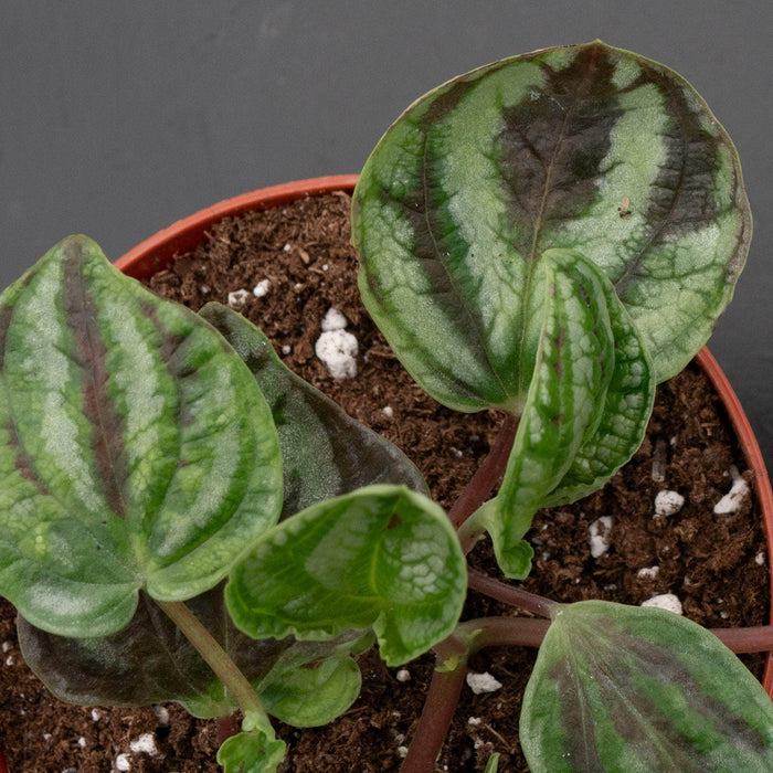 Gabriella Plants Peperomia 4" Peperomia ‘Dragon Skin’