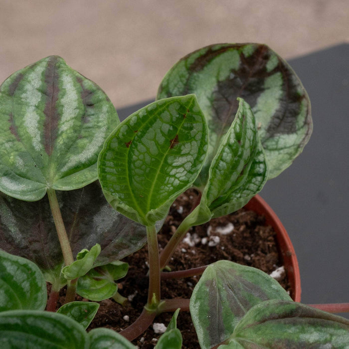 Gabriella Plants Peperomia 4" Peperomia ‘Dragon Skin’