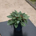 Gabriella Plants Peperomia 4" Peperomia 'Eden Rosso'