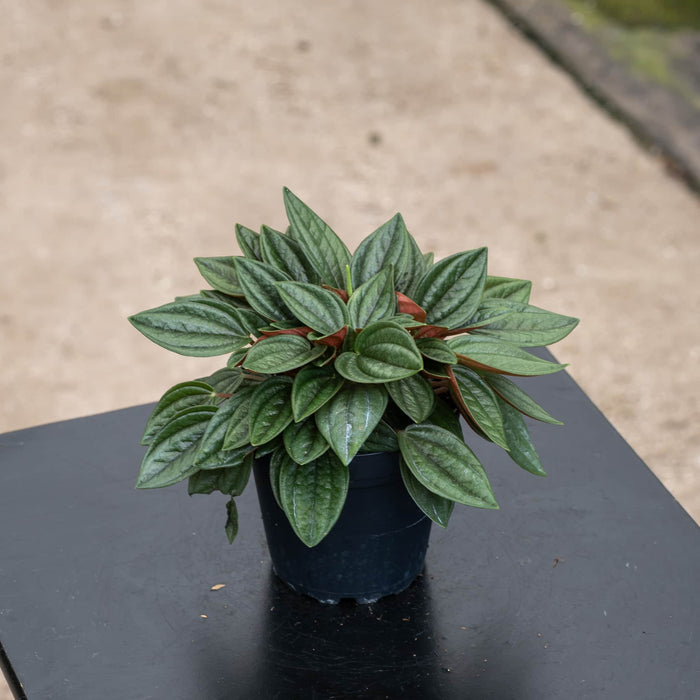Gabriella Plants Peperomia 4" Peperomia 'Eden Rosso'