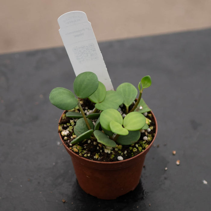 Gabriella Plants Peperomia Peperomia 'Hope'