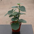 Gabriella Plants Peperomia 4" Peperomia incana