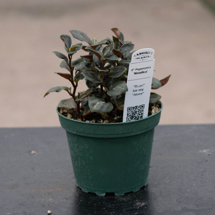Gabriella Plants Peperomia 4" Peperomia 'Metallica'