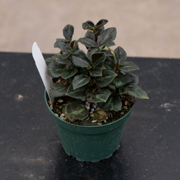 Gabriella Plants Peperomia 4" Peperomia 'Metallica'