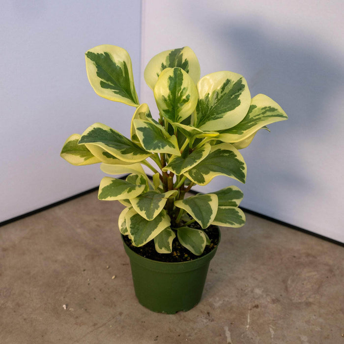 Gabriella Plants Peperomia 4" Peperomia obtusifolia 'Albomarginata'